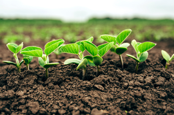Agricultura biológica e regenerativa — microorganismos do solo